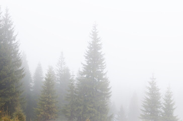 Tall pine trees high in the mountains in dense fog at dawn. Spring in the mountains. Horizontal orientation. copy space.