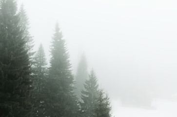 Fototapeta na wymiar Tall pine trees high in the mountains in dense fog at dawn. Spring in the mountains. Horizontal orientation. copy space.