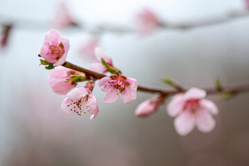 Fototapeta na wymiar Peach branch blooms in spring.