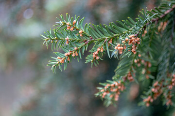 Branch of berry yew.