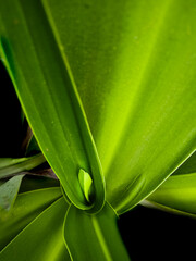 leaf with water drops