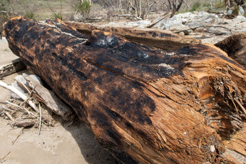 The Aftermath of a California Wildfire 1 Year Later