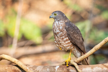 Image of Shikra Bird ( Accipiter badius) on a tree branch on nature background. Animals.