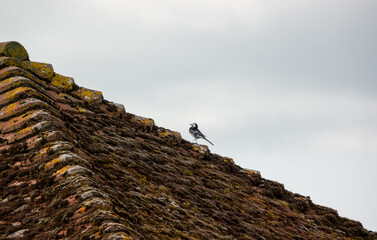a pied wagtail (Motacilla alba) searching for food 