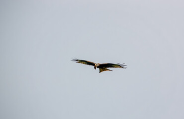 a wild red kite (Milvus milvus) in flight