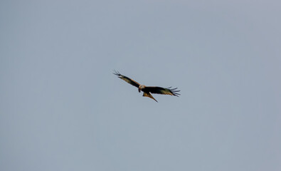 a wild red kite (Milvus milvus) in flight in a clear spring sky