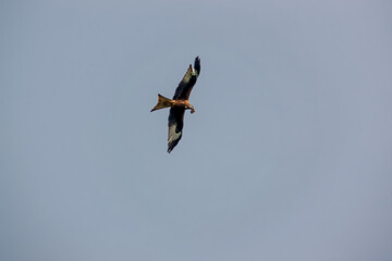 a wild red kite (Milvus milvus) in flight