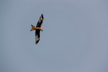 a wild red kite (Milvus milvus) in flight in a clear spring sky