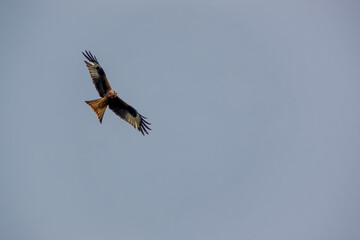 a wild red kite (Milvus milvus) in flight