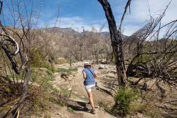 A Woman Environmental Scientist Conducting an Environmental Impact Survey of a Burn Scar Area after a California Wildfire looking at a Flood Wash