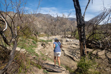 Fototapeta premium A Woman Environmental Scientist Conducting an Environmental Impact Survey of a Burn Scar Area after a California Wildfire looking at a Flood Wash