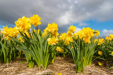 Obraz premium Yellow dutch daffodil flower close up low angle of view with blue sky background 