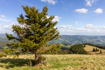 Fototapeta na wymiar Germany Belchen Mountain View