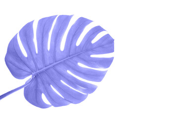 Purple Monstera summer leaf. Tropic palm flora. Jungle rainforest exotic shape. philadendron spring...