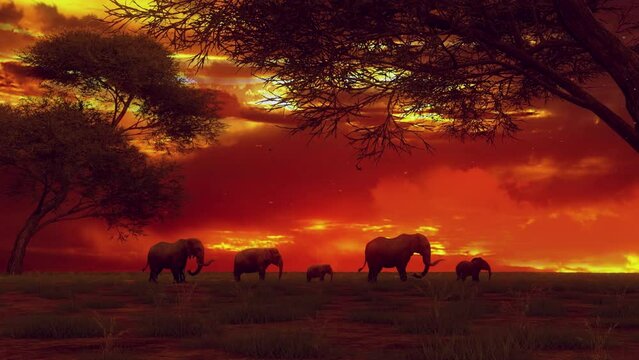 Elephants resting in the Savanna during a Sunset - Loop Landscape Background