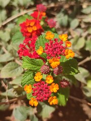red and yellow flowers