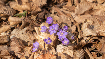 Spring bringers. First flowers in Hoia-Baciu forest