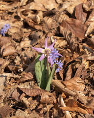 Spring bringers. First flowers in Hoia-Baciu forest