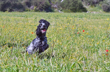 Fototapeta premium Blue Roan English Cocker Spaniel playing in a green field with bloomed flowers