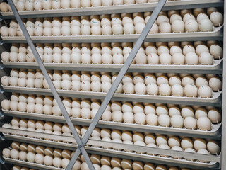 Many packages of eggs in plastic storage from chicken farm