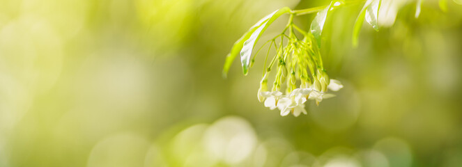 Closeup of mini white flower  under sunlight with copy space using as background green natural plants landscape, ecology wallpaper concept.