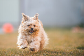 Playful havanese puppy dog is running towards camera in the yard