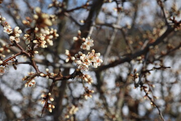 Blossoming thorn branches. Sunny spring day in the forest.