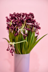 bouquet of dying tulips on pink background