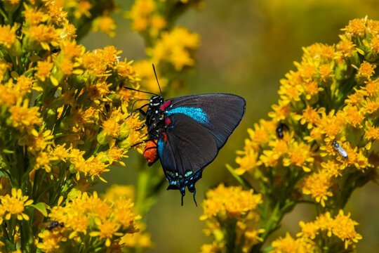 Great Blue Hairstreak (Atlides halesus) Feeding on Rabbitbush