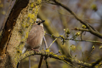 Jay (Garrulus glandarius glandarius) bird on the tree
