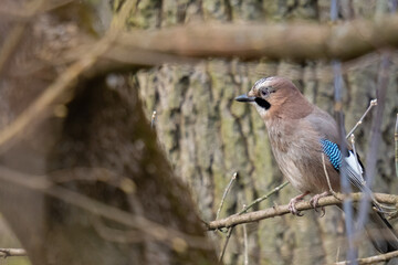 Jay (Garrulus glandarius glandarius) bird on the tree
