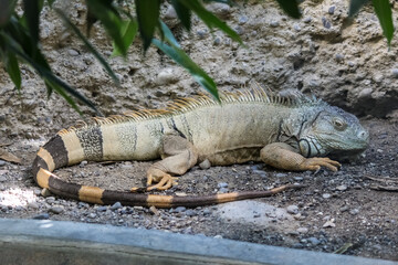 Switzerland Zurich Zoo Animal