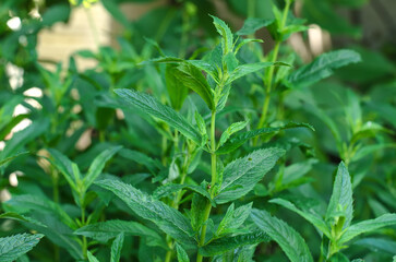 Fresh green peppermint (Mentha piperita), growing in a summer garden, close up