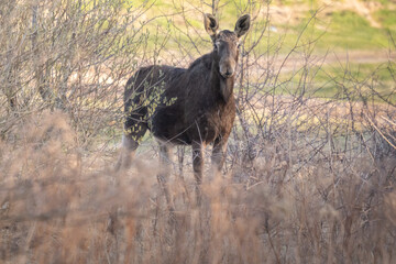 Moose on a morning walk in a forest clearing
