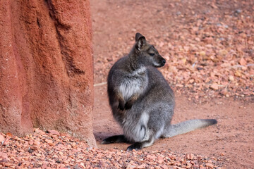 Switzerland Zurich Zoo Animal