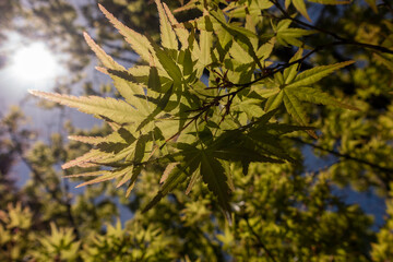 Japanese maple leaves from low angle