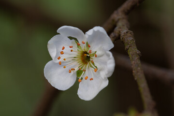 Open white flower
