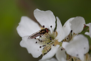 Fly on flower