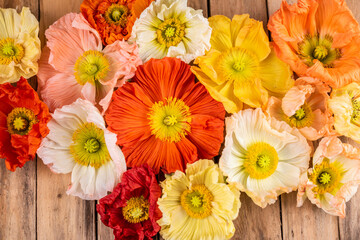 Bunte Mohnblumen auf Holzuntergrund, Flatlay Islandmohn rustikal arrangiert
