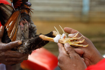 Cock-fights. Traditional gambling in the Dominican Republic. © Aleksandr Rybalko