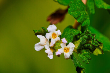 white flowers macro shot