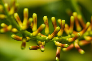 close up of a plant