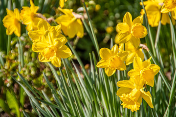 Fototapeta premium Yellow Daffodils (Narcissus) in Ireland during spring