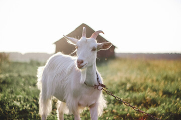 Goat on a chain in a summer field on a sunny day with a house 