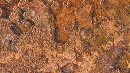 Abstract texture in the Yellowstone