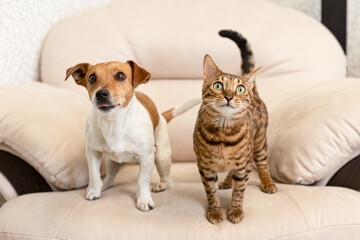 Bengal cat and Jack Russell Terrier dog. Thoroughbred cat and dog. Pets