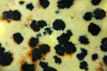 Abstract background macro detail of mineral named geologists Jasper Dalmatian Yellow. Real detail of mineral spots for background or wallpaper.
