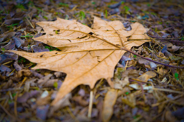 maple leaf