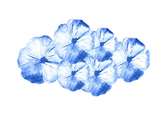 Watercolor blue anemone flowers isolated on white. Floral design element.