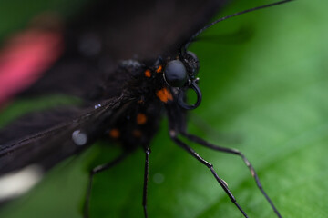 Macro photo of a butterfly